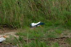 Nimmersatt (18 von 22).jpg